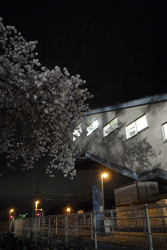 内野の桜 2010