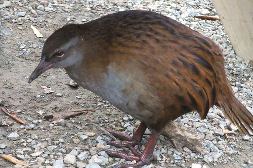 weka, hoping for lunch