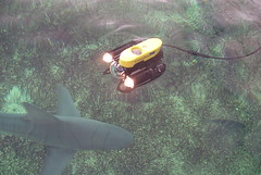 SeaTrek ROV in Mote's shark habitat
