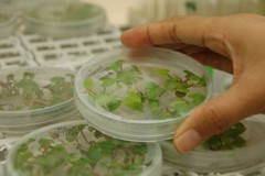 Scientist ensuring the genetic integrity of plants