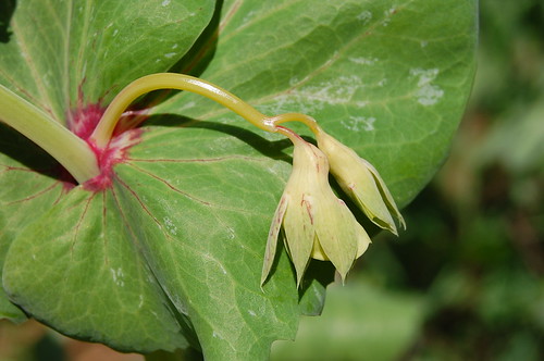 Red-blush peas about to flower