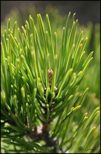 table mountain pine. Table Mountain Pine (Pinus pungens)4