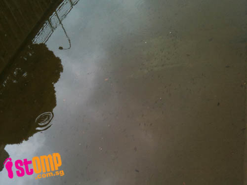  This 'river' in Jurong West is home to thousands of little fish