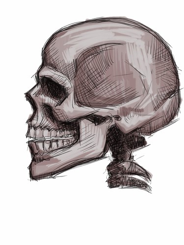 skull study with iPad - 2
