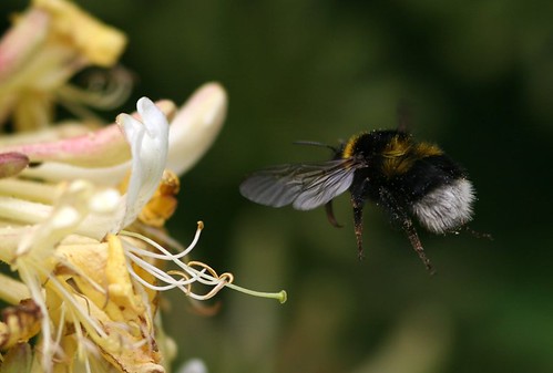 Bees love Honeysuckle...