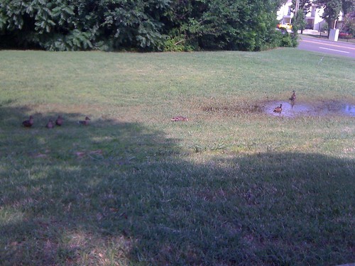 Ducks in a Makeshift Pond