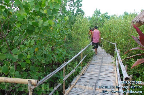 culajao mangrove eco park