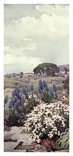 017-Flores de orgullo de Madeira y margaritas-The flowers and gardens of Madeira - Du Cane Florence 1909