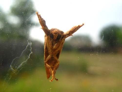moth - probably a Smaller Parsa moth (Parasa chloris)