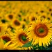 Sonnenblumen - en France