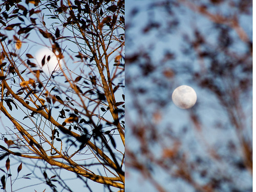 low moon caught diptych