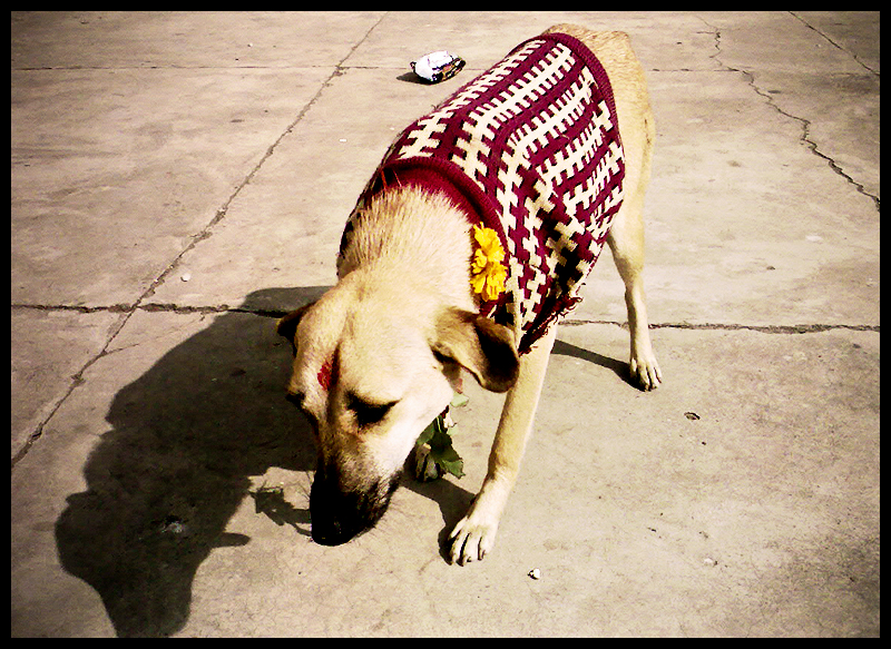 Chammiya - the amazing SHE-DOG