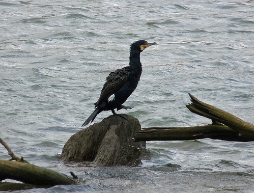 11983 - Cormorant on Ogmore River