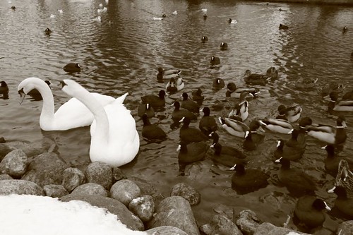 Swan - the national bird in Denmark...