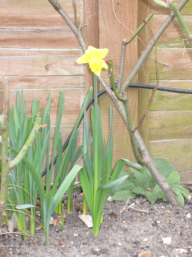 Back garden's first daffodil