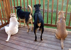 4dogs_butts_4710b