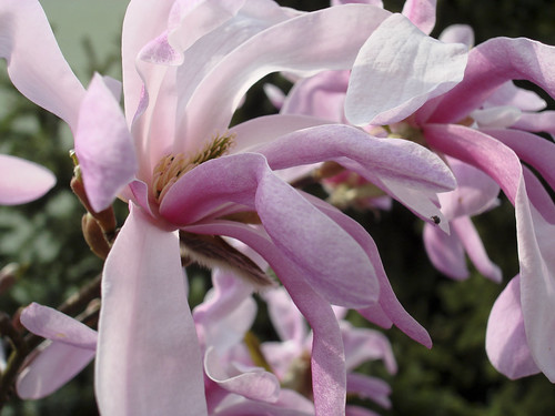 Magnolien rosa Altstetten