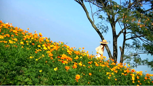 (Ladybird's Tears) Zhu Dan in a field of flowers