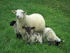 Litter of crosbred lambs