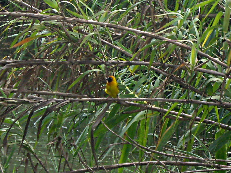 01-05-2010-yellow-bird