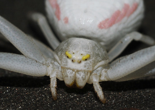 Macro photograph of a white crab spider (Misumena vatia), La Honda, 