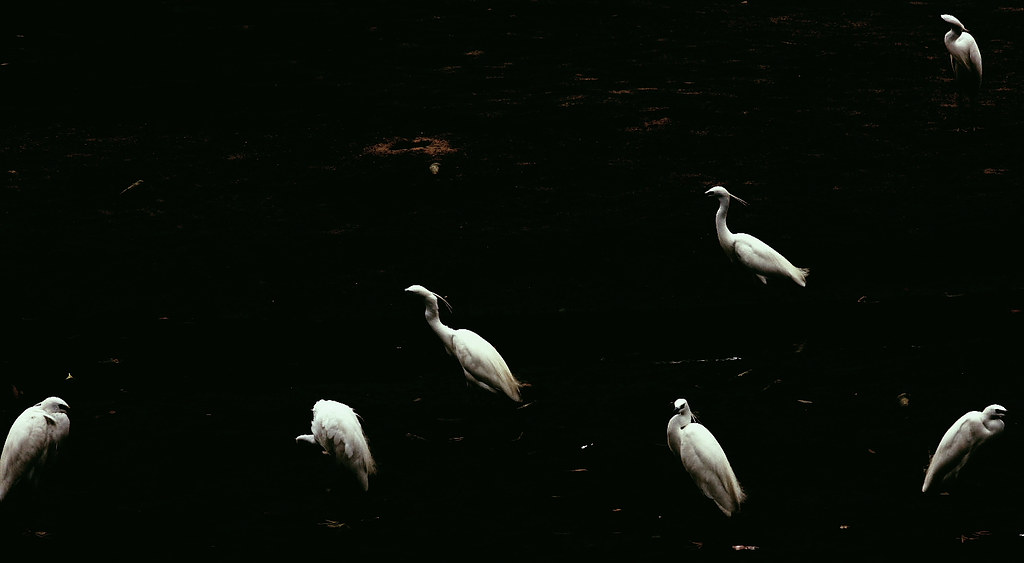 The Whiteness of Egrets
