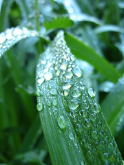 dew drops on daylily leaves