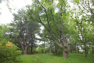 Arnold Arboretum, 18 May 2010: Oak Grove on the Chinese Path near the Explorers Garden on Bussey Hill