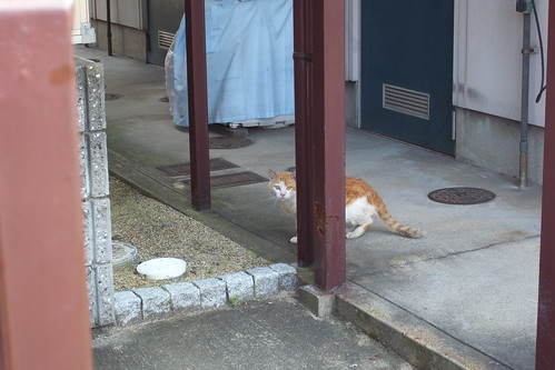 Today's Cat@2010-06-03
