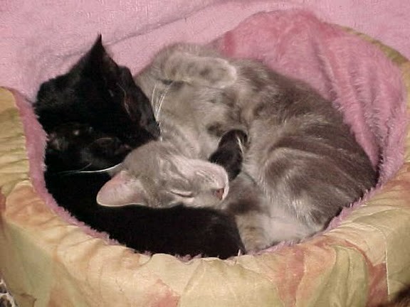 cute senior cats snuggling