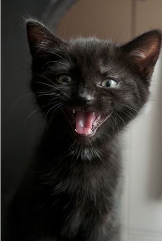 cats and kittens meowing. girlfriend cat, kitten, france, 2011, cats and kittens meowing. cute black