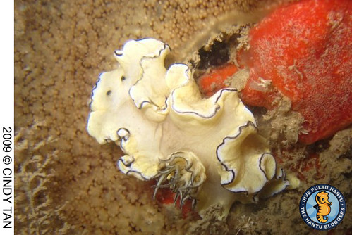 Black-margined nudibranch