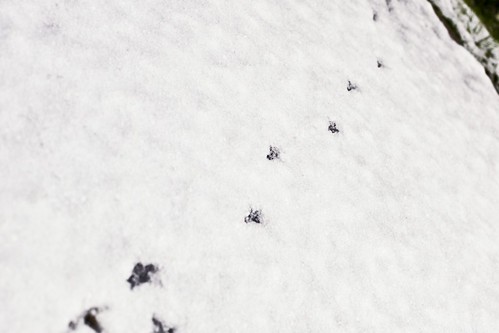 Dinosaur Footprints In The Snow