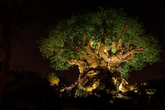 The Tree of Life HDR