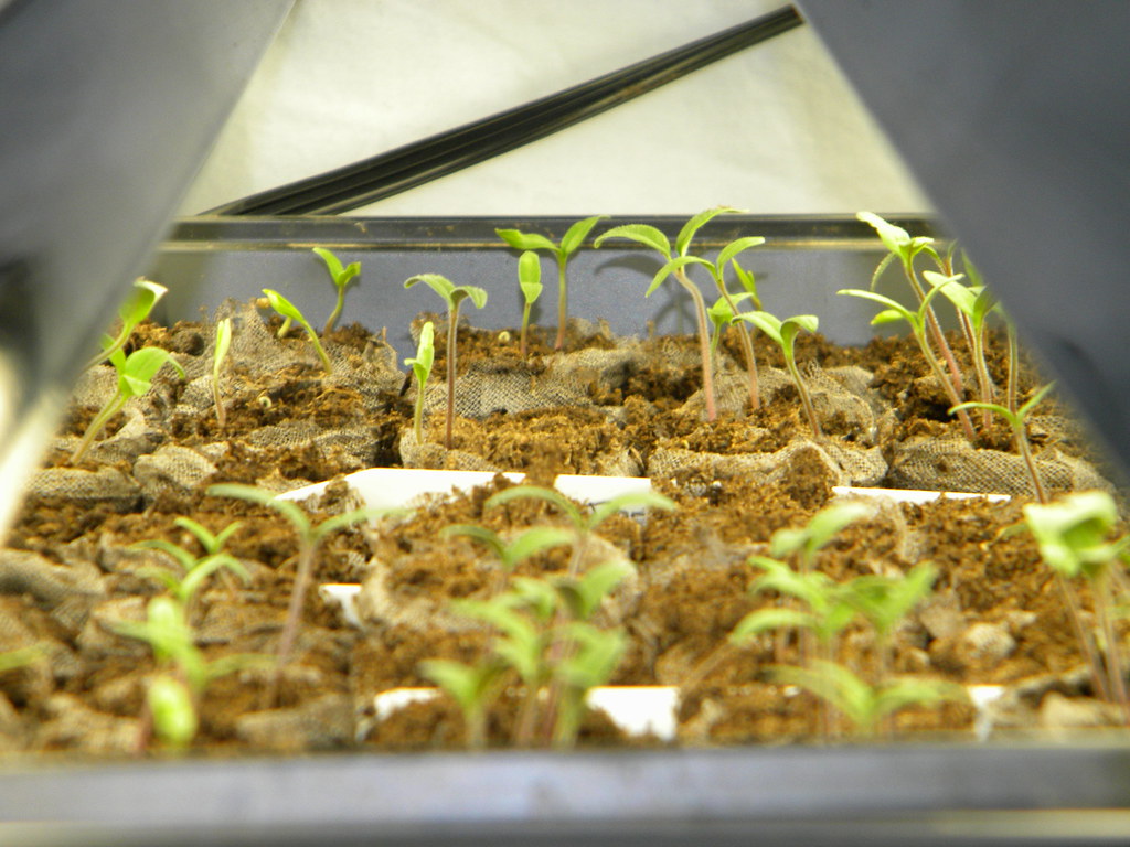 Seedlings - What are you growing?