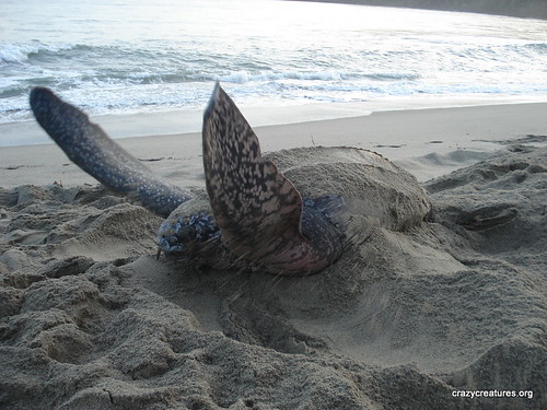 Flapping Leatherback Sea Turtle