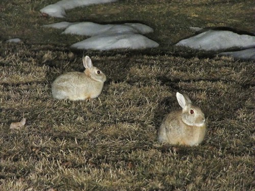 wild bunnies