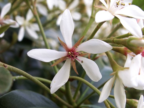 Indian Hawthorne Flower