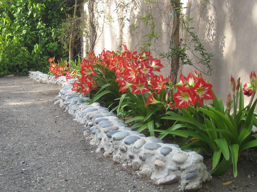 amaryllis in the canyon