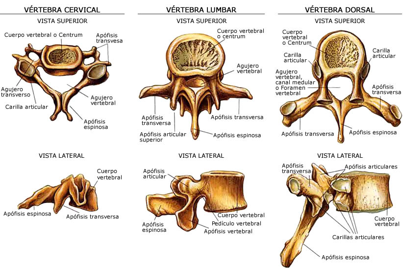 i-Natación - La columna vertebral