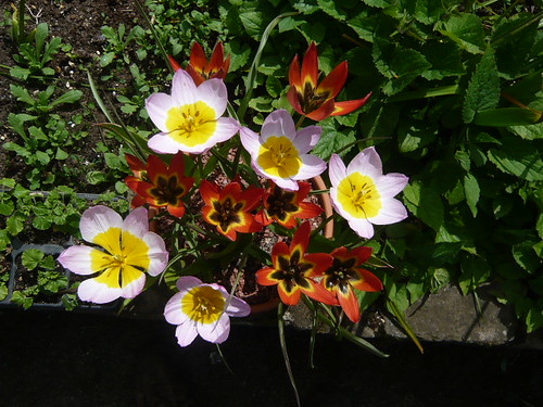 botanic tulips