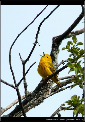 Yellow Warbler singing a song
