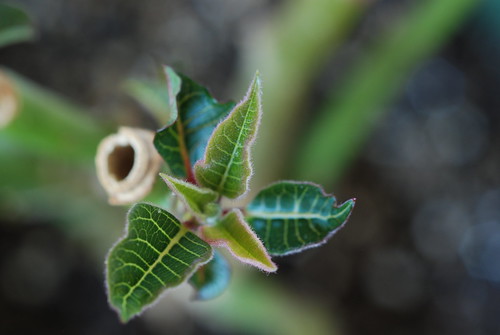 Baby leaves of Poinsettia