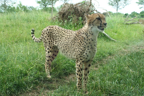 Cheetah Exhibit