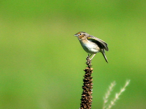 Grasshopper Sparrow 3-20100607