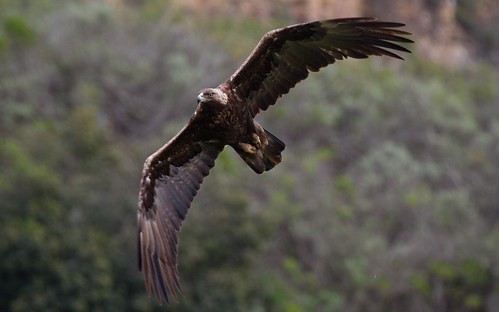 Golden Eagle by toryjk