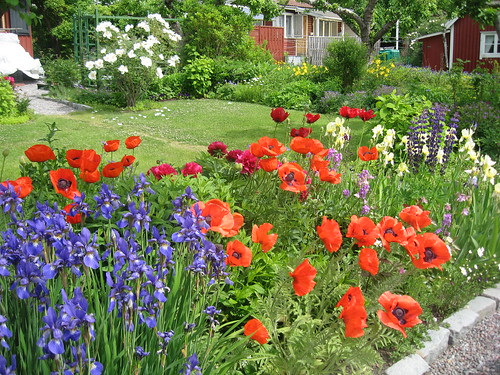 Blommande trädgård