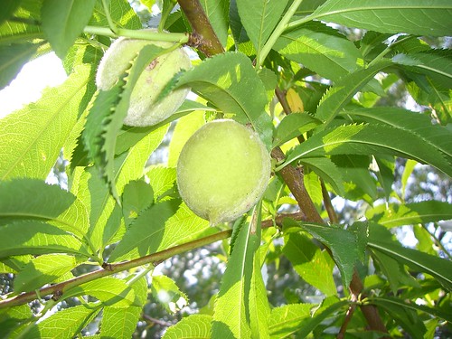 Peaches 2010