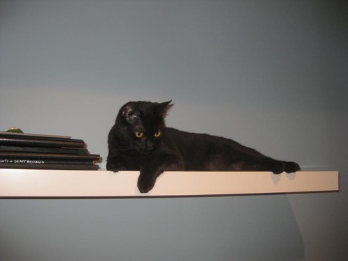 his new shelf