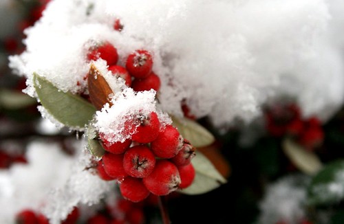 snow on red berries